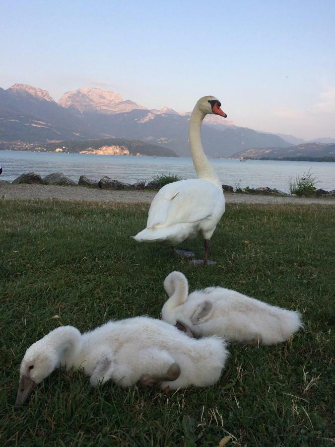 La Baie Des Voiles ,Vue Lac D'Annecy ,Plage Privee Дюэн Экстерьер фото